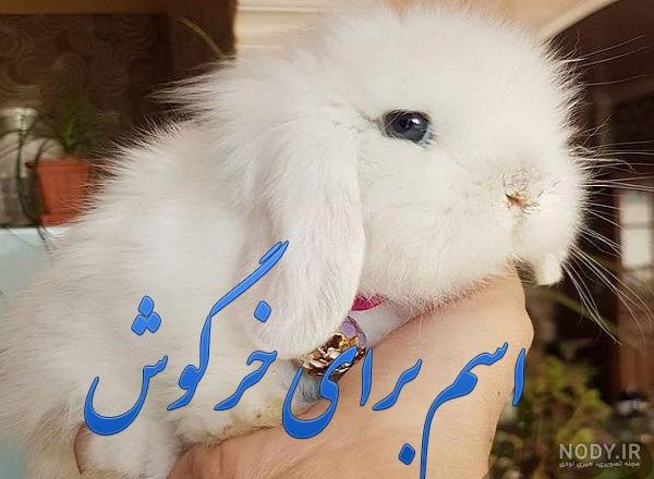 اسم خرگوش نر ایرانی