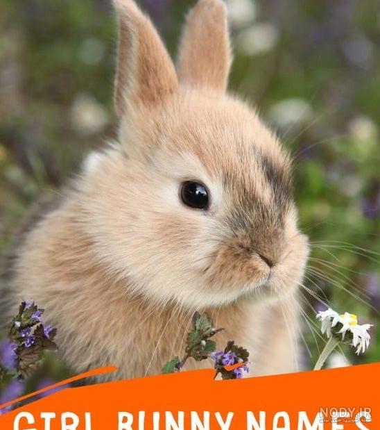 اسم خرگوش پسر ایرانی جدید