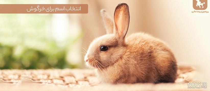 اسم خرگوش پسر سفید