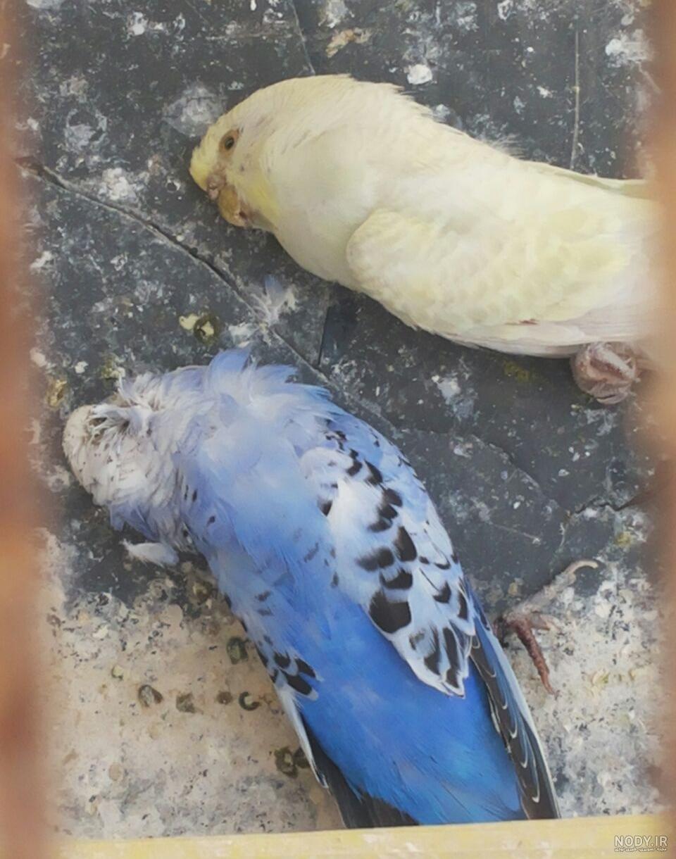 الگوی دوخت پوشک پرنده