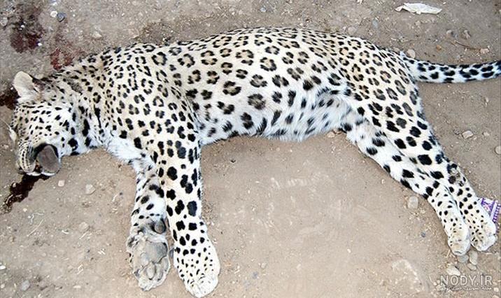 ببر بختیاری لردگان ببر بختیاری لردگان