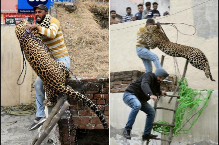تصاویر حمله پلنگ به انسان تصاویر حمله پلنگ به انسان