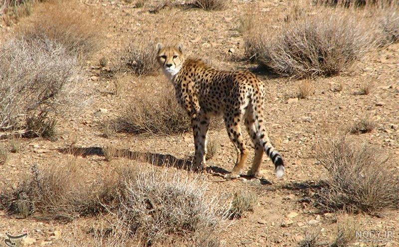 حمله پلنگ به گوسفندان