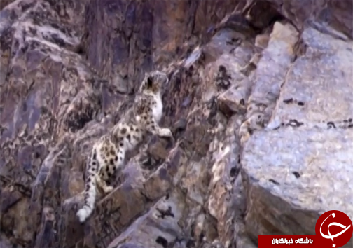 حمله پلنگ در ایران