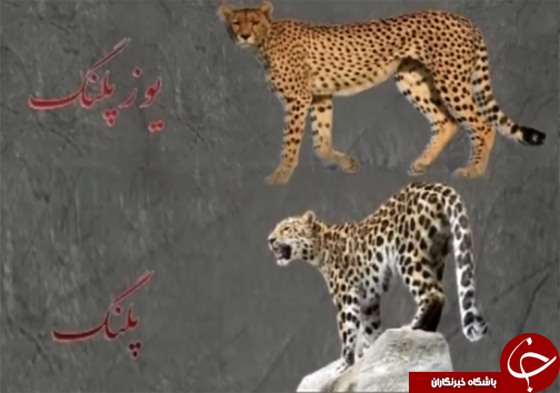 خوردن گاو توسط شیر