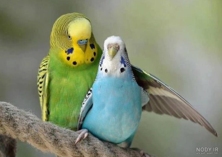 دوخت لباس برای مرغ مینا