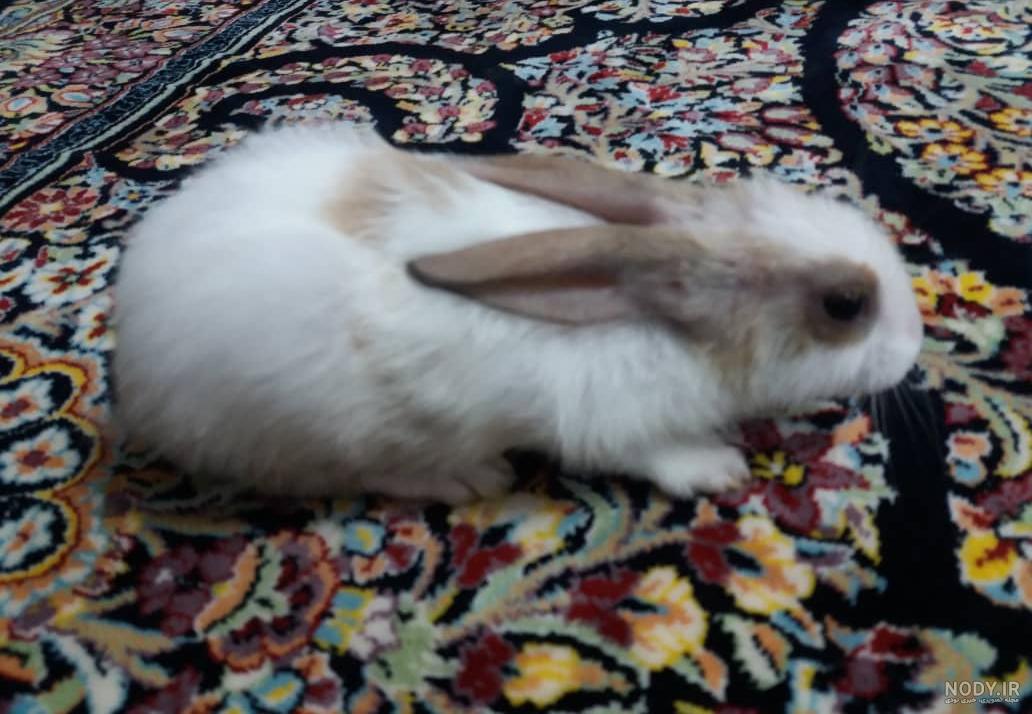 عکس اسم خرگوش پسر