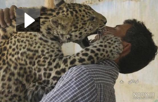 عکس حمله ببر به انسان عکس حمله ببر به انسان
