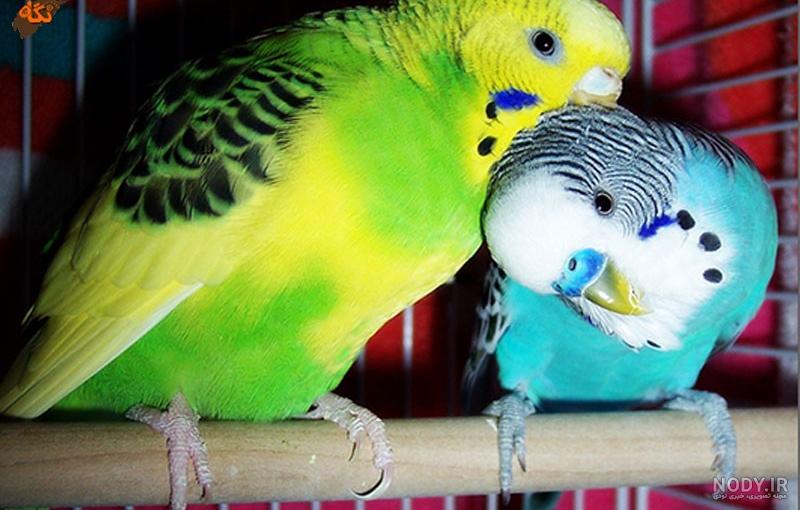 عکس مرغ عشق سیاه
