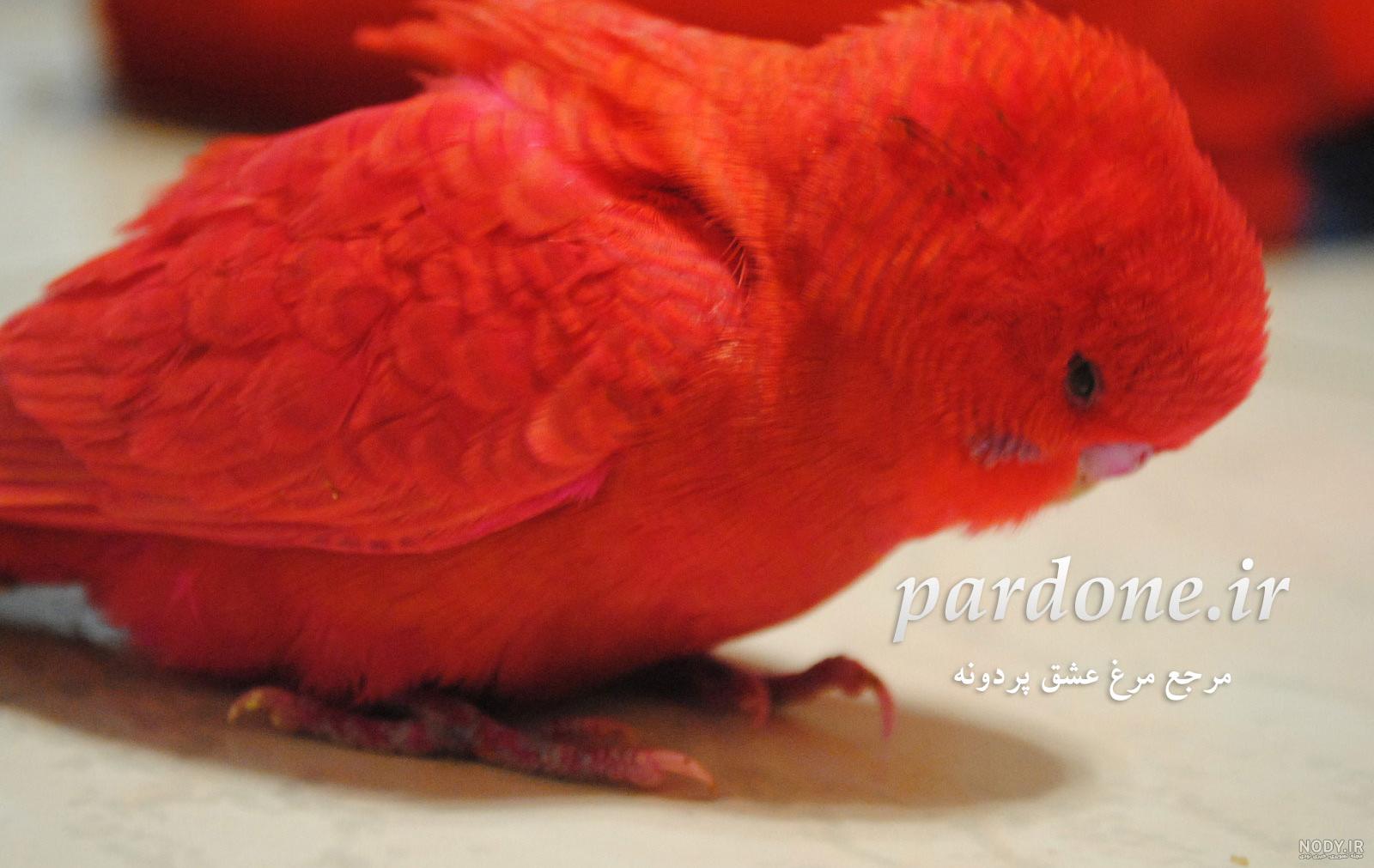 عکس مرغ عشق نارنجی