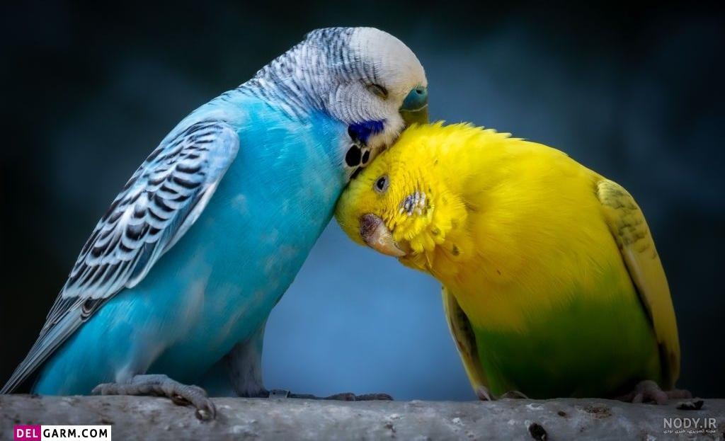عکس مرغ عشق نر