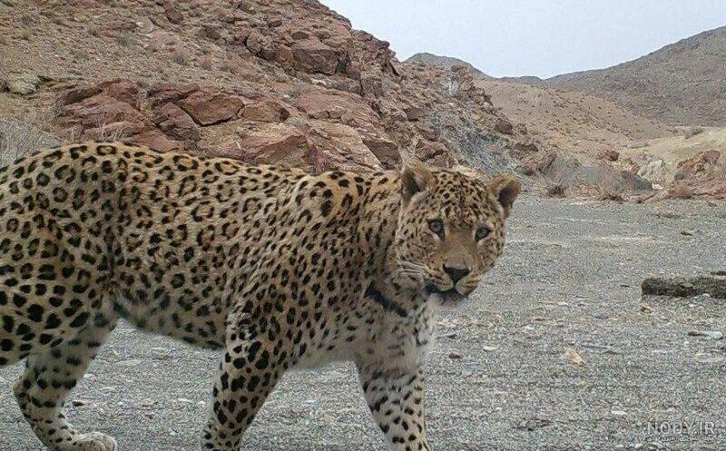 عکس پلنگ لرستان
