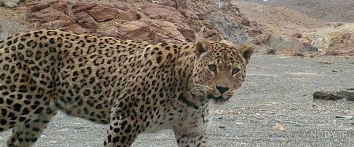فیلم حمله پلنگ در شیراز فیلم حمله پلنگ در شیراز