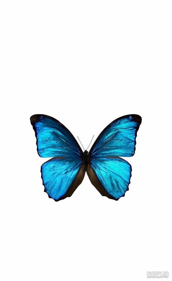 تصویر زمینه پروانه آبی