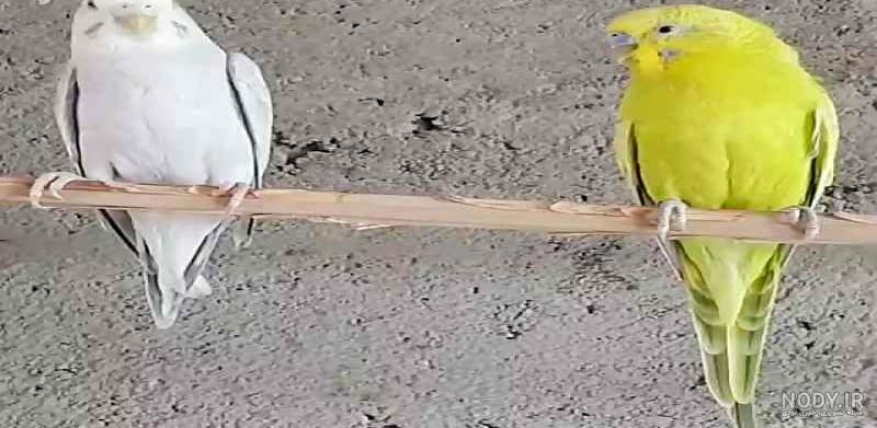 سن بلوغ مرغ عشق سن بلوغ مرغ عشق