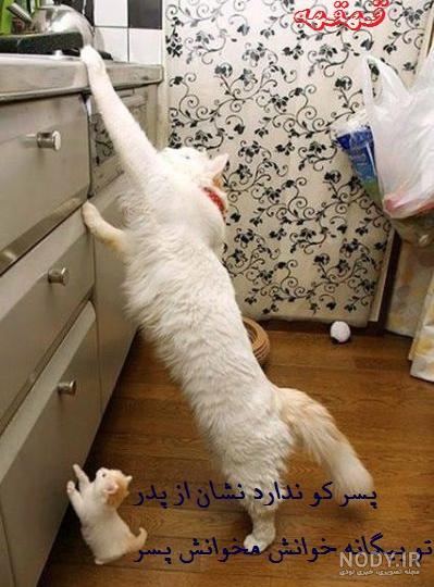 سگ خنده دار اپارات سگ خنده دار اپارات