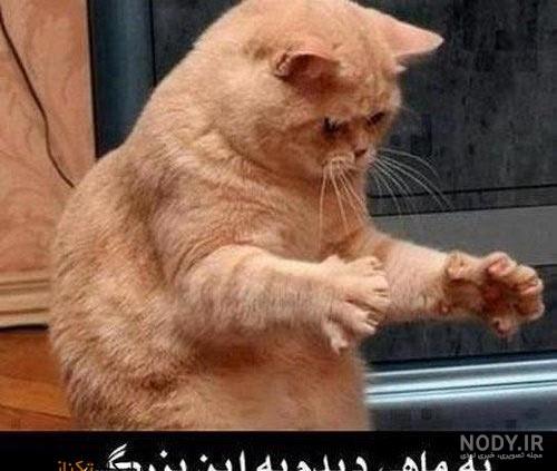 سگ های خنده دار سگ های خنده دار