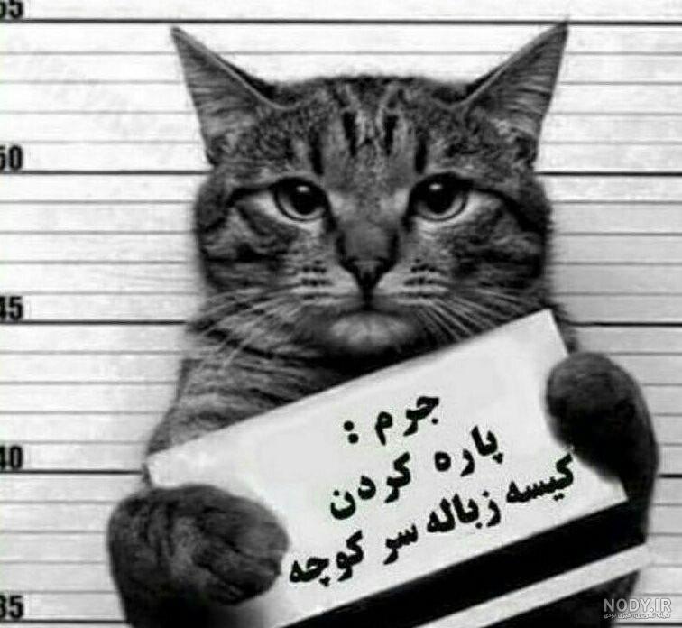 عکس جوجه خنده دار عکس جوجه خنده دار