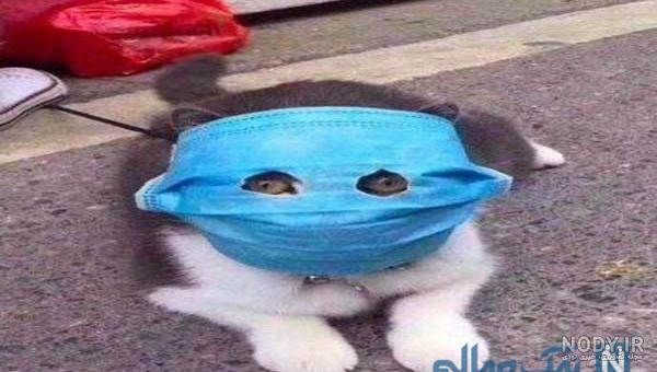 عکس خنده دار سگ و گربه عکس خنده دار سگ و گربه