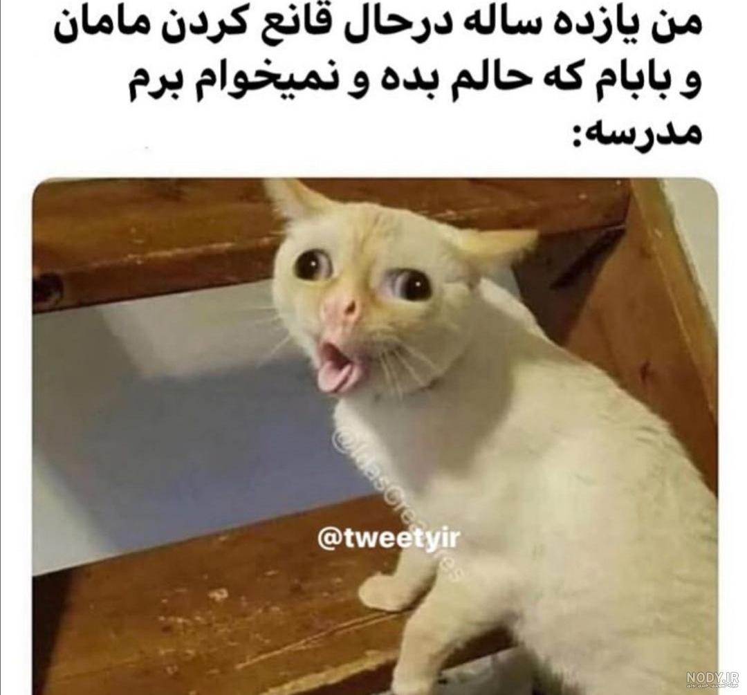 عکس خنده دار گربه و سگ