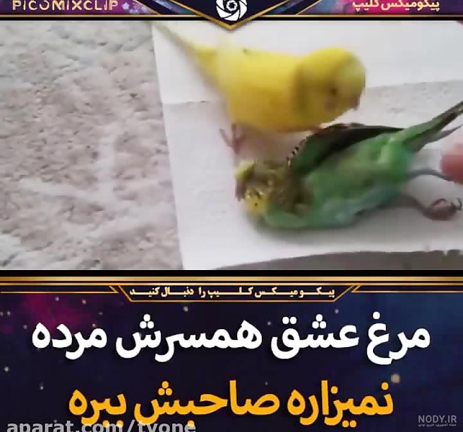 عکس مرغ عشق در حال مرگ