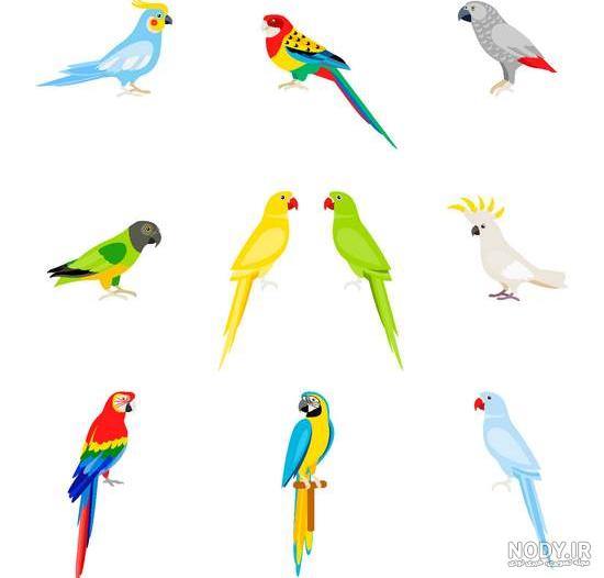 عکس مرغ عشق زرد عکس مرغ عشق زرد
