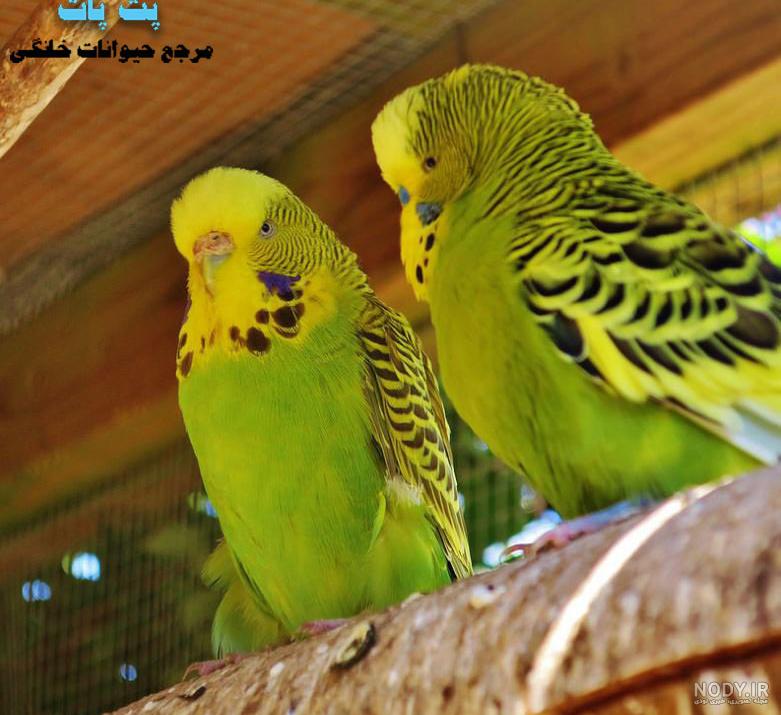عکس مرغ عشق زرد عکس مرغ عشق زرد
