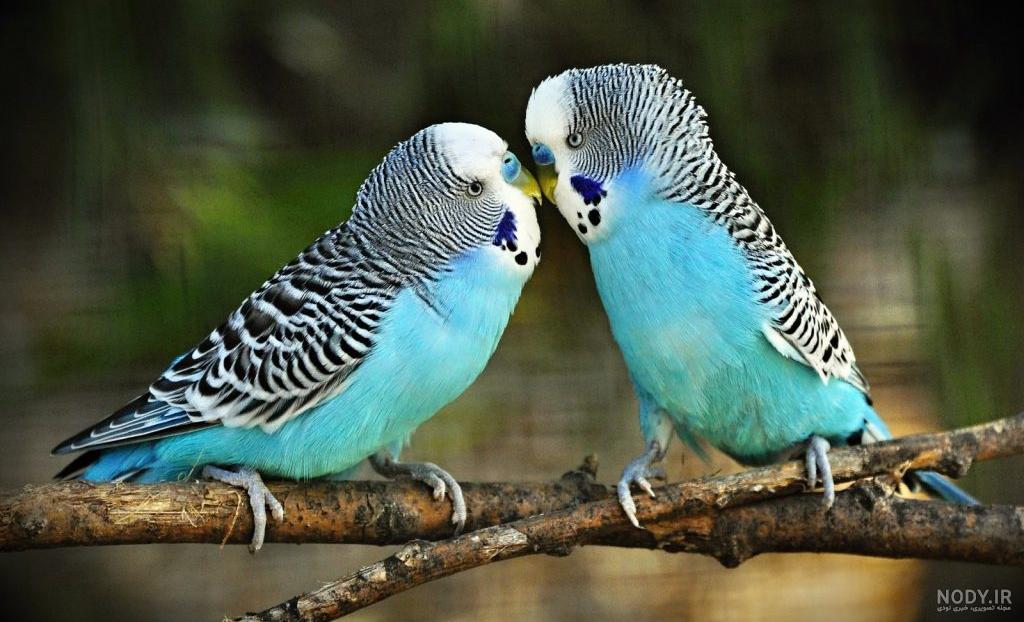 عکس مرغ عشق سیاه عکس مرغ عشق سیاه
