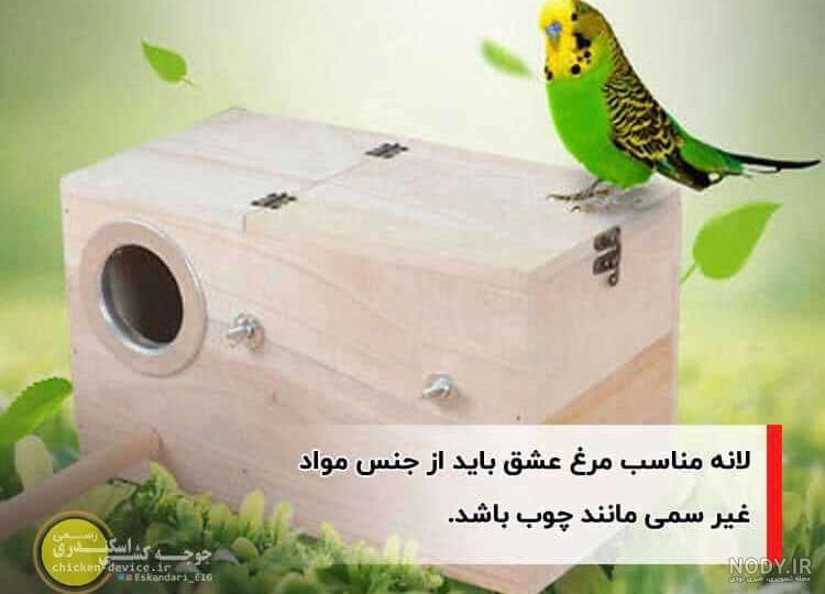عکس مرغ عشق سیاه عکس مرغ عشق سیاه