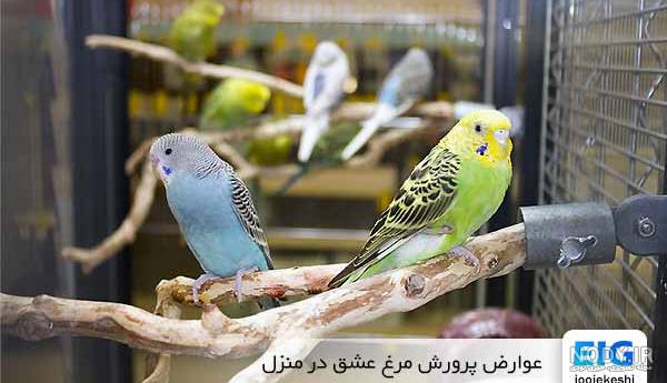 عکس مرغ عشق قرمز عکس مرغ عشق قرمز