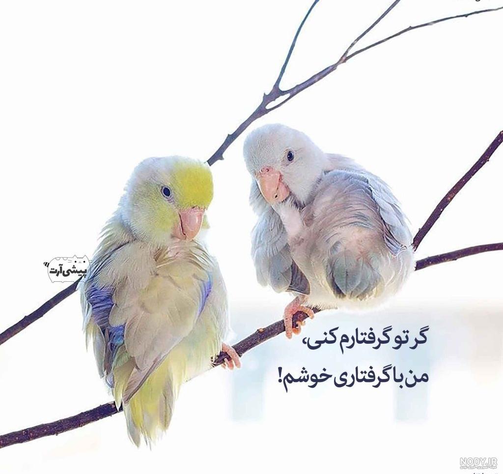 عکس مرغ عشق ماده زرد