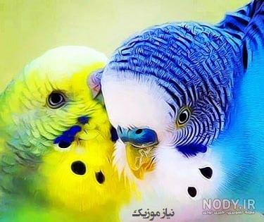 عکس مرغ عشق وحشی عکس مرغ عشق وحشی