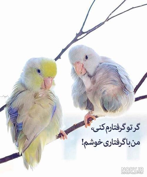 عکس مرغ عشق وحشی
