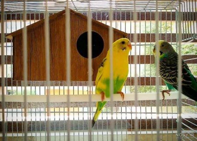 عکس مرغ عشق وحشی عکس مرغ عشق وحشی