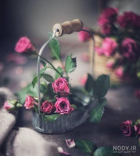 عکس گل برای پروفایل شاد