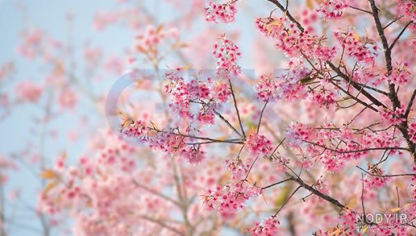 عکس گل برای پروفایل شاد