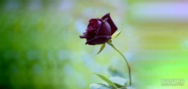 عکس گل جدید عکس گل جدید