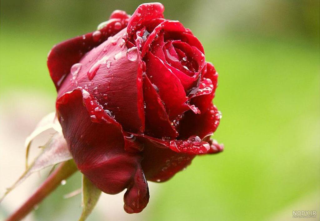عکس گل طبیعت جدید عکس گل طبیعت جدید