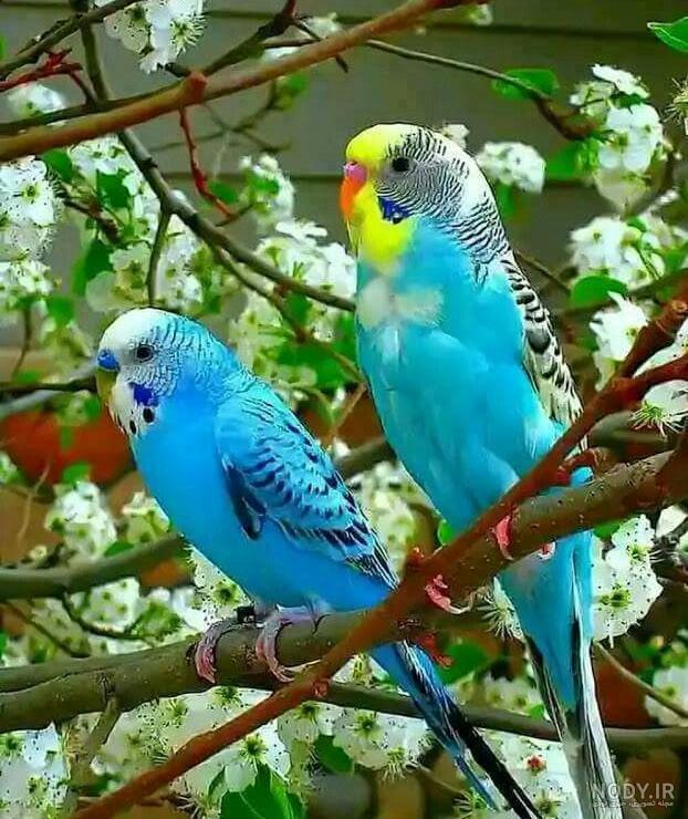 مرغ عشق آبی و زرد