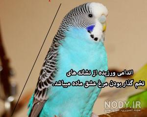 مرغ عشق بالغ مرغ عشق بالغ