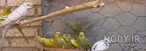 مرغ عشق رنگی مرغ عشق رنگی
