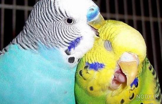 مرغ عشق سیاه مرغ عشق سیاه