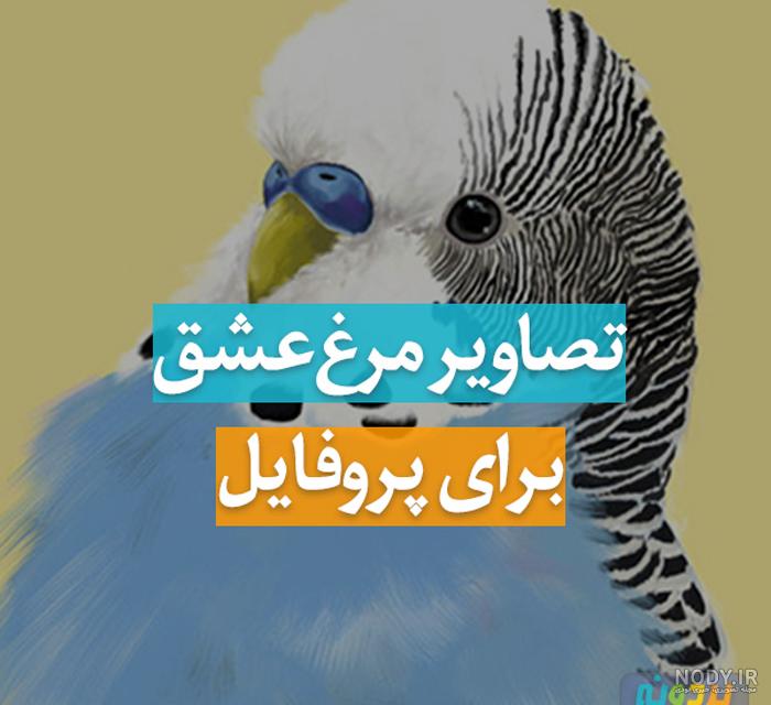 مرغ عشق سیاه مرغ عشق سیاه