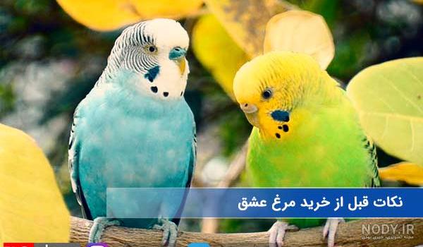 مرغ عشق صورتی مرغ عشق صورتی