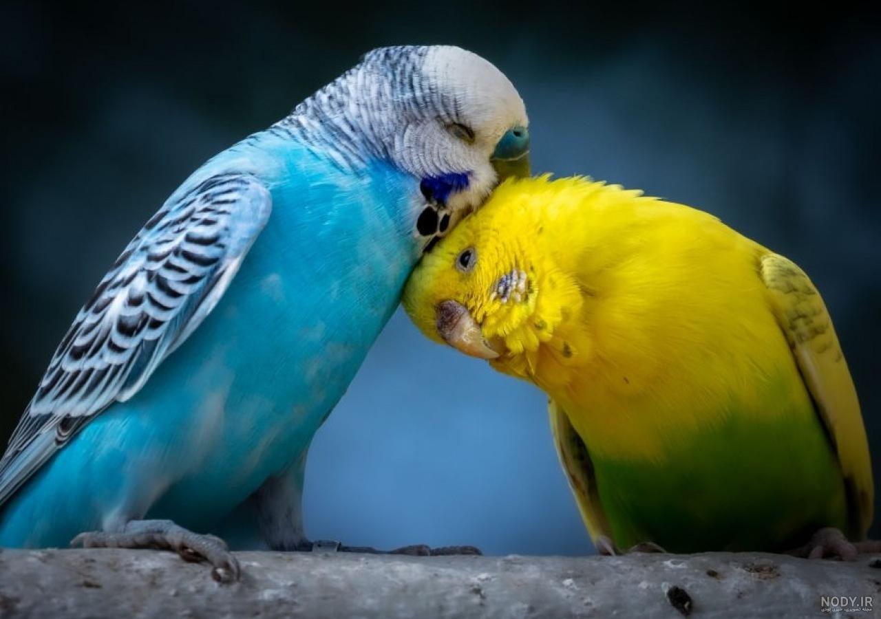 مرغ عشق صورتی مرغ عشق صورتی