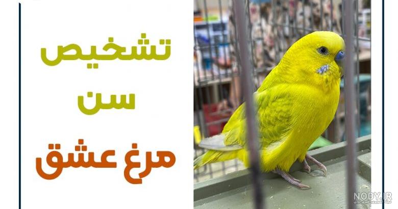 مرغ عشق پیر ماده مرغ عشق پیر ماده
