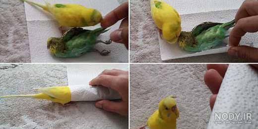 نقاشی مرغ مینا نقاشی مرغ مینا