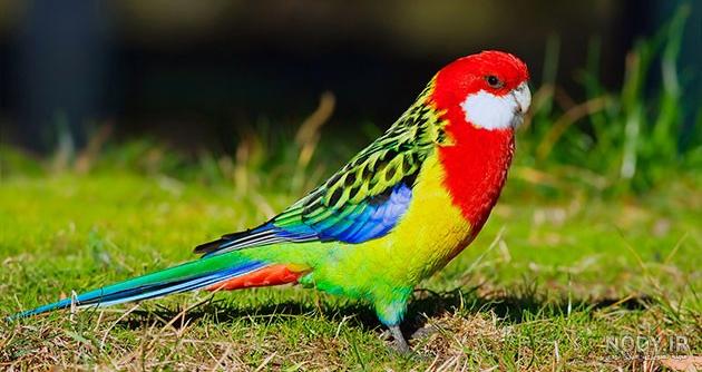 چگونه مرغ عشق رنگین کمانی تولید کنیم چگونه مرغ عشق رنگین کمانی تولید کنیم