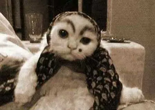 گربه خنده دار جدید