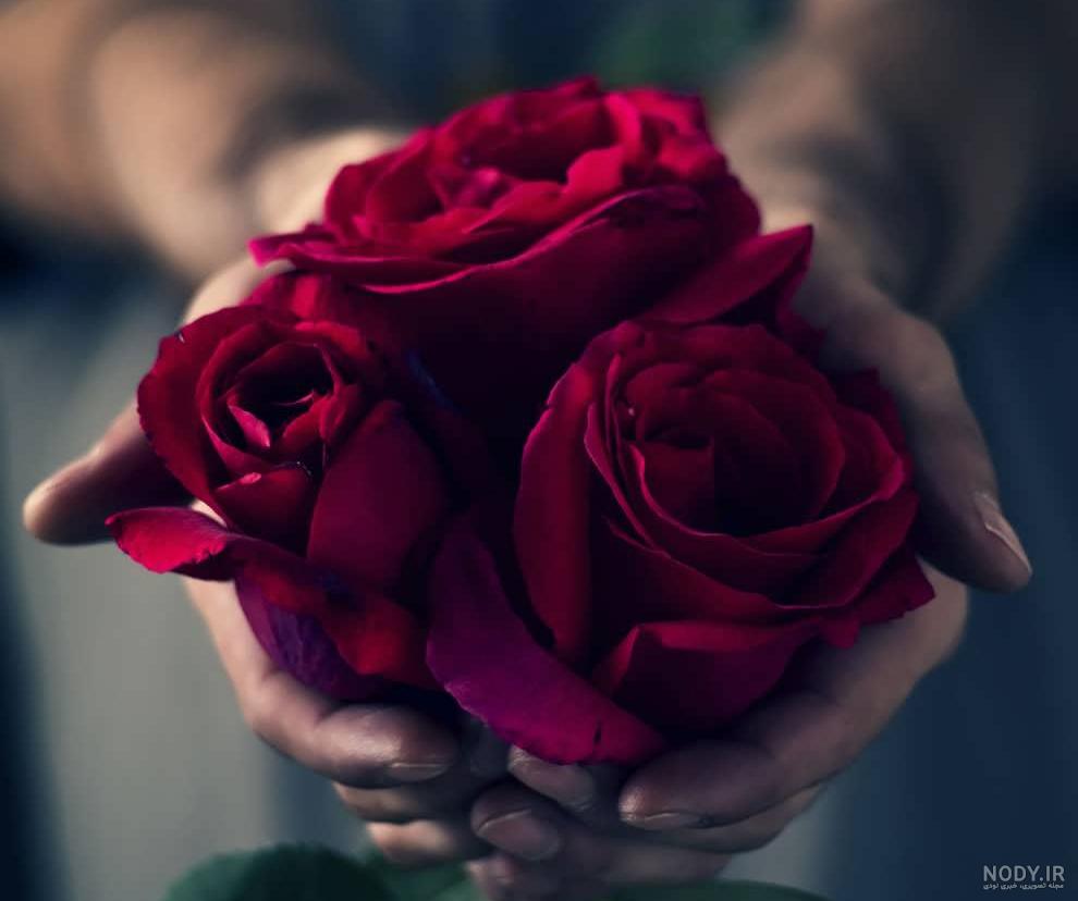 عکس گل سرخ طبیعی - عکس نودی